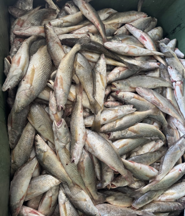 International seafood trade partner — professional outdoor setting, bright natural lighting