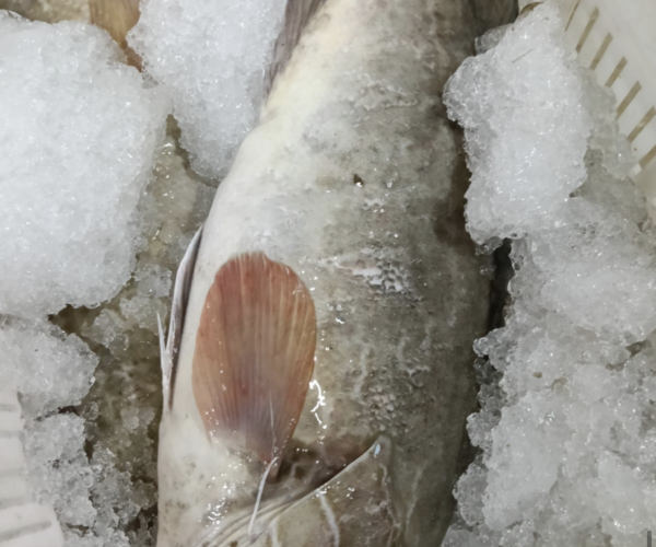 International fishing industry member — maritime professional setting, natural daylight, professional environment
