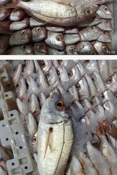 International fisheries partner — bright professional environment, clear natural lighting