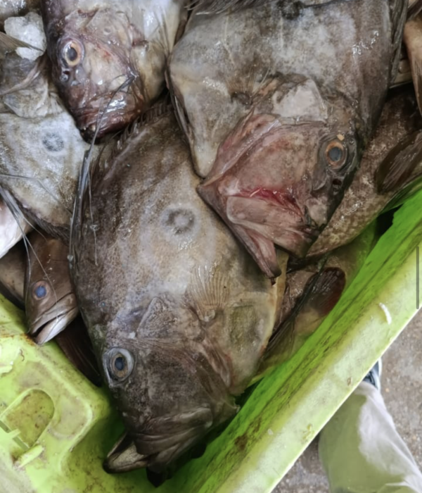 Active member from fishing cooperative — outdoor coastal environment, natural light setting