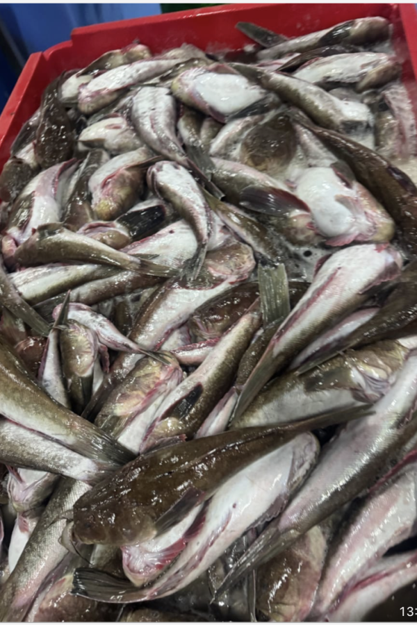 Seafood export cooperative member — outdoor coastal setting, warm natural light